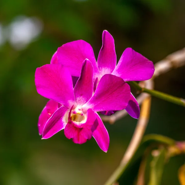 Beautiful orchid in the natural. — Stock Photo, Image
