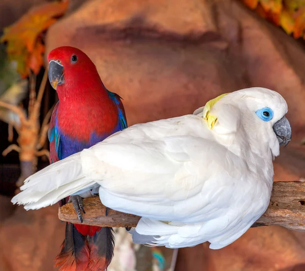 Cockatoo bird — Stock Photo, Image