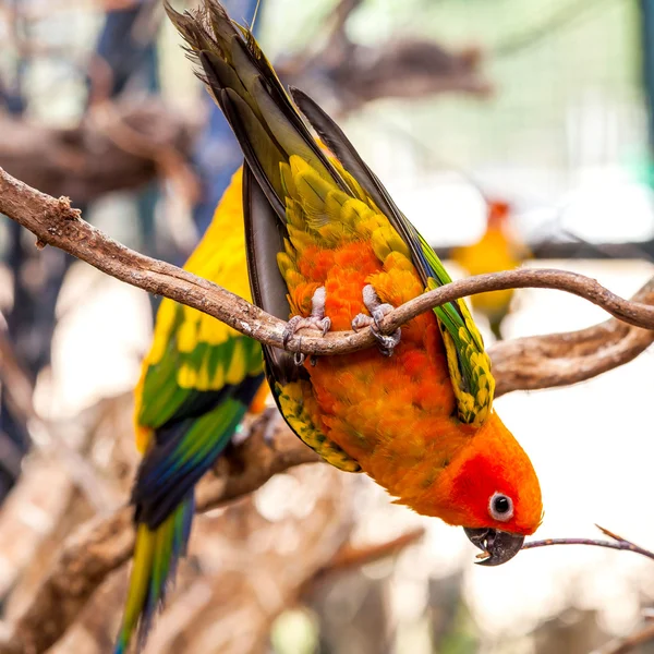 Parrot on a Tree Branch — Stock Photo, Image