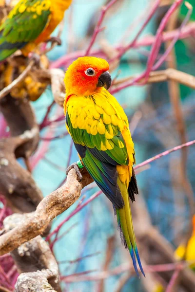 Parrot on a Tree Branch — Stock Photo, Image