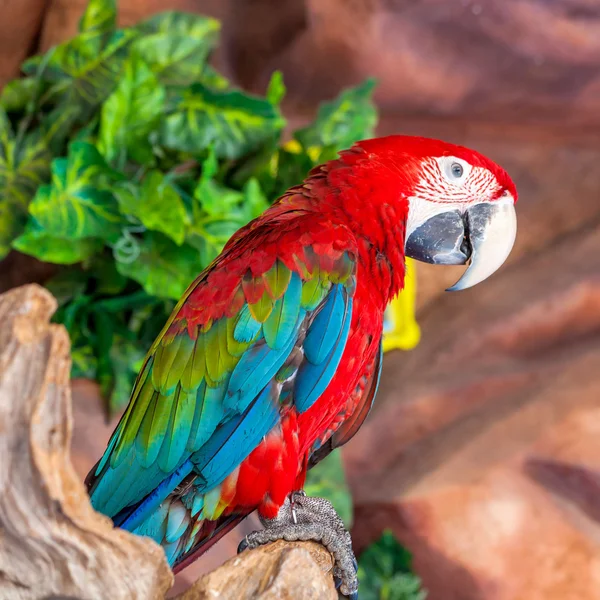 Beautiful macaw — Stock Photo, Image