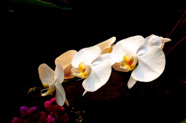Orkide çiçek