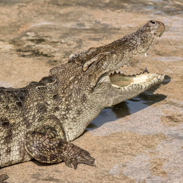 Crocodile — Stock Photo, Image