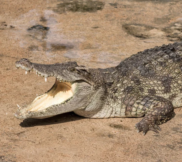 Crocodile — Stock Photo, Image