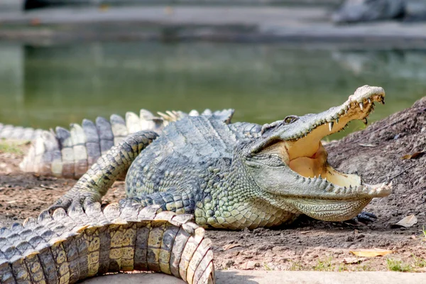 Crocodile — Stock Photo, Image