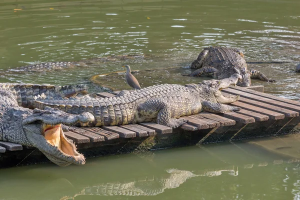 Crocodil — Fotografie, imagine de stoc