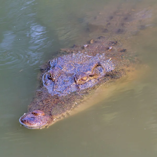 Crocodile — Stock Photo, Image