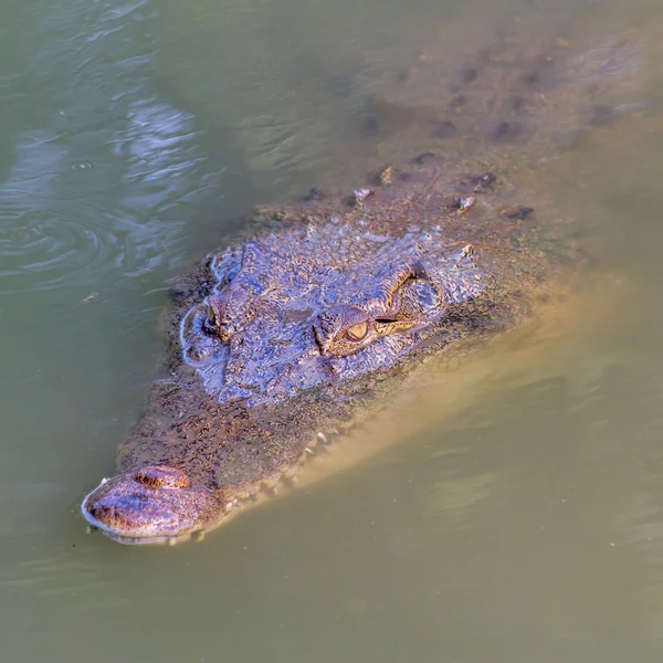 Crocodile — Photo