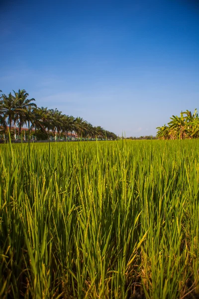 Piantine di riso campo in THAILANDIA — Foto Stock