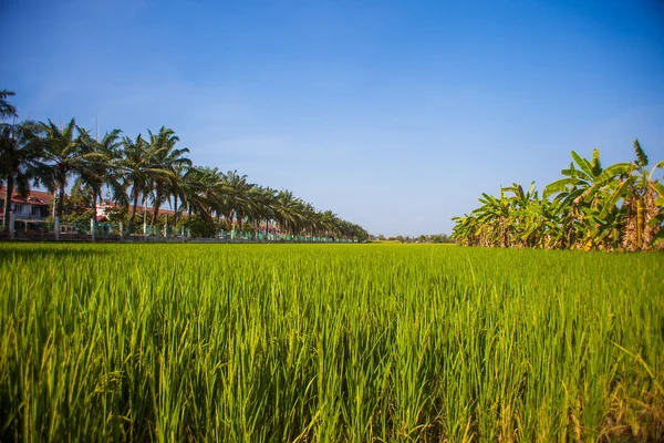 Piantine di riso campo in THAILANDIA — Foto Stock