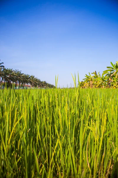 Campo de mudas de arroz na TAILÂNDIA — Fotografia de Stock