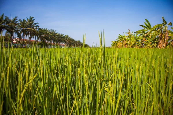 Campo de mudas de arroz na TAILÂNDIA — Fotografia de Stock