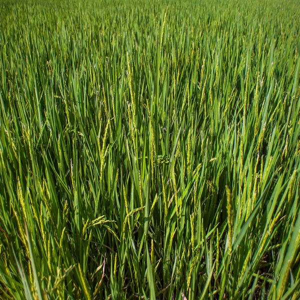 Campo de mudas de arroz na TAILÂNDIA — Fotografia de Stock