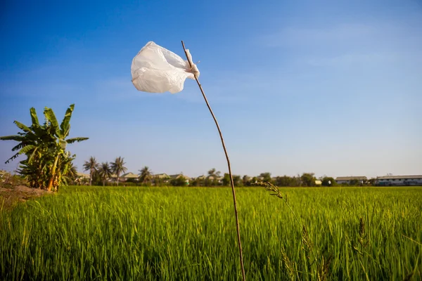 Tayland pirinç fidan alanı — Stok fotoğraf