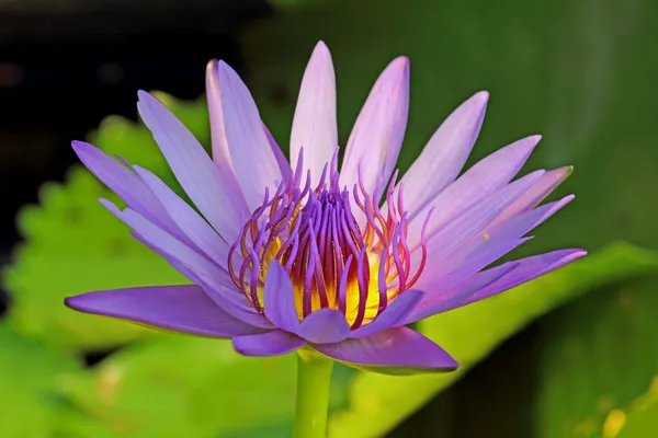 Lotus blossom — Stock Photo, Image