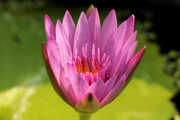 Fleur de lotus — Photo