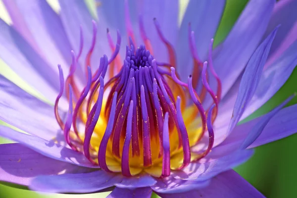 Lotus çiçeği