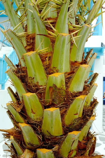 Palme — Stockfoto