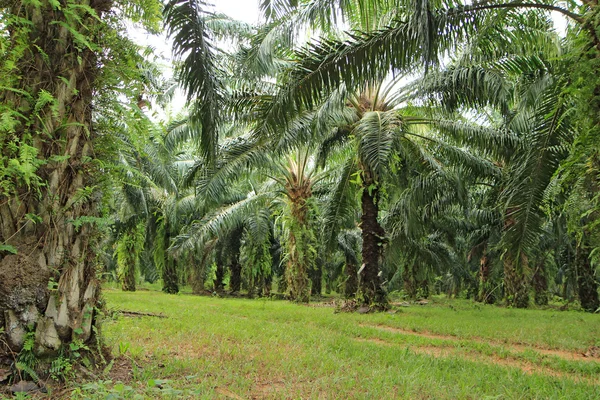 Palme — Stockfoto