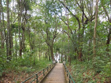 merdiven tropikal dağ