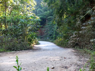 bir ormanda kırsal bir yolda Kuzey Tayland.