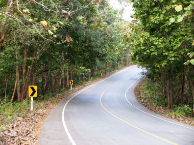 Rural asphalt road in the forest