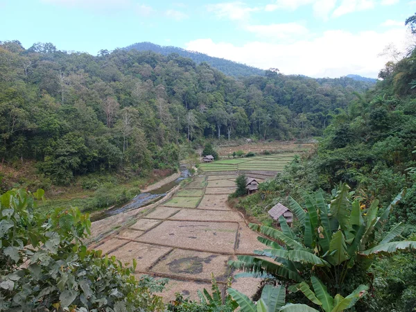 Paddy rice in the forest - northern of Thailand. — Stock Photo, Image