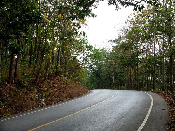 Route asphaltée rurale dans la forêt — Photo