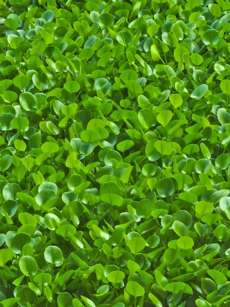 Giacinto d'acqua verde — Foto Stock