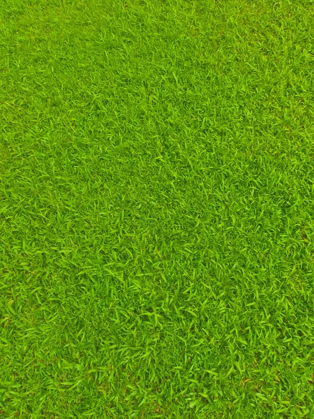 Yeşil futbol alan çim