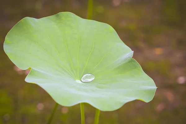 lotus yaprağına su