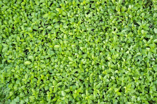 Naturen gröna blad bakgrund — Stockfoto