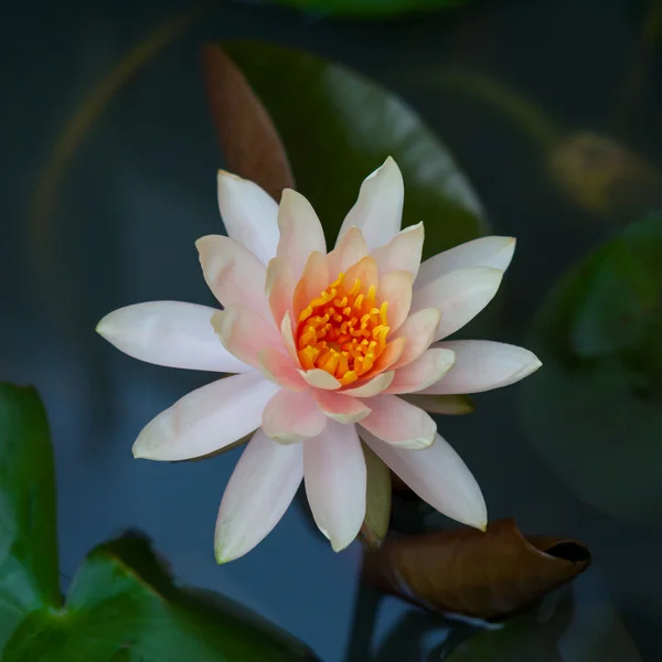 White lotus — Stock Photo, Image