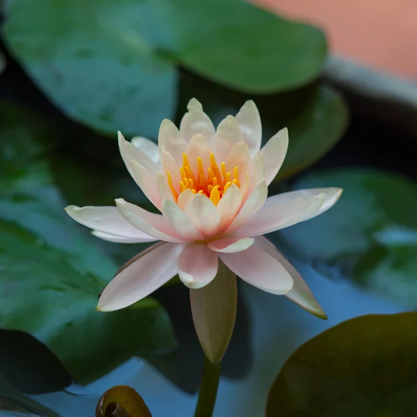 Weißer Lotus — Stockfoto