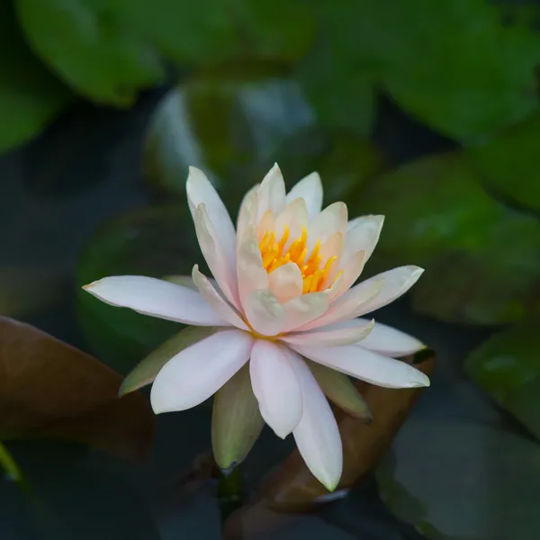 Weißer Lotus — Stockfoto