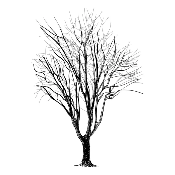 Grand arbre nu sans feuilles - dessiné à la main — Image vectorielle