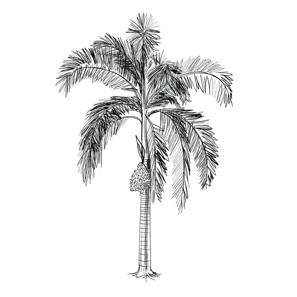 Vetor de palmeira - desenhado à mão — Vetor de Stock