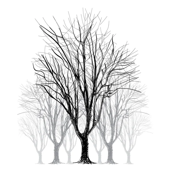 Grand arbre nu sans feuilles - dessiné à la main — Image vectorielle