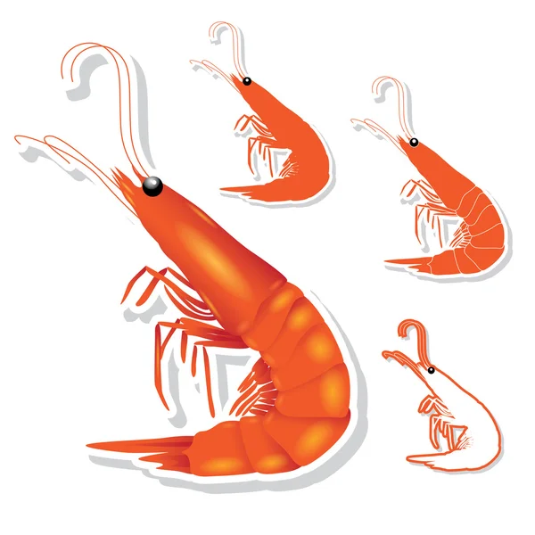 Shrimp vector — Stock Vector