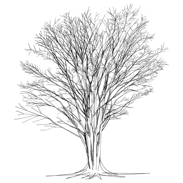 Grand arbre nu sans feuilles - dessiné à la main — Image vectorielle