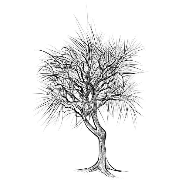 Grand arbre nu sans feuilles - dessiné à la main — Image vectorielle