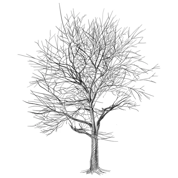Large bare tree without leaves (Sakura tree) - hand drawn Royalty Free Stock Illustrations