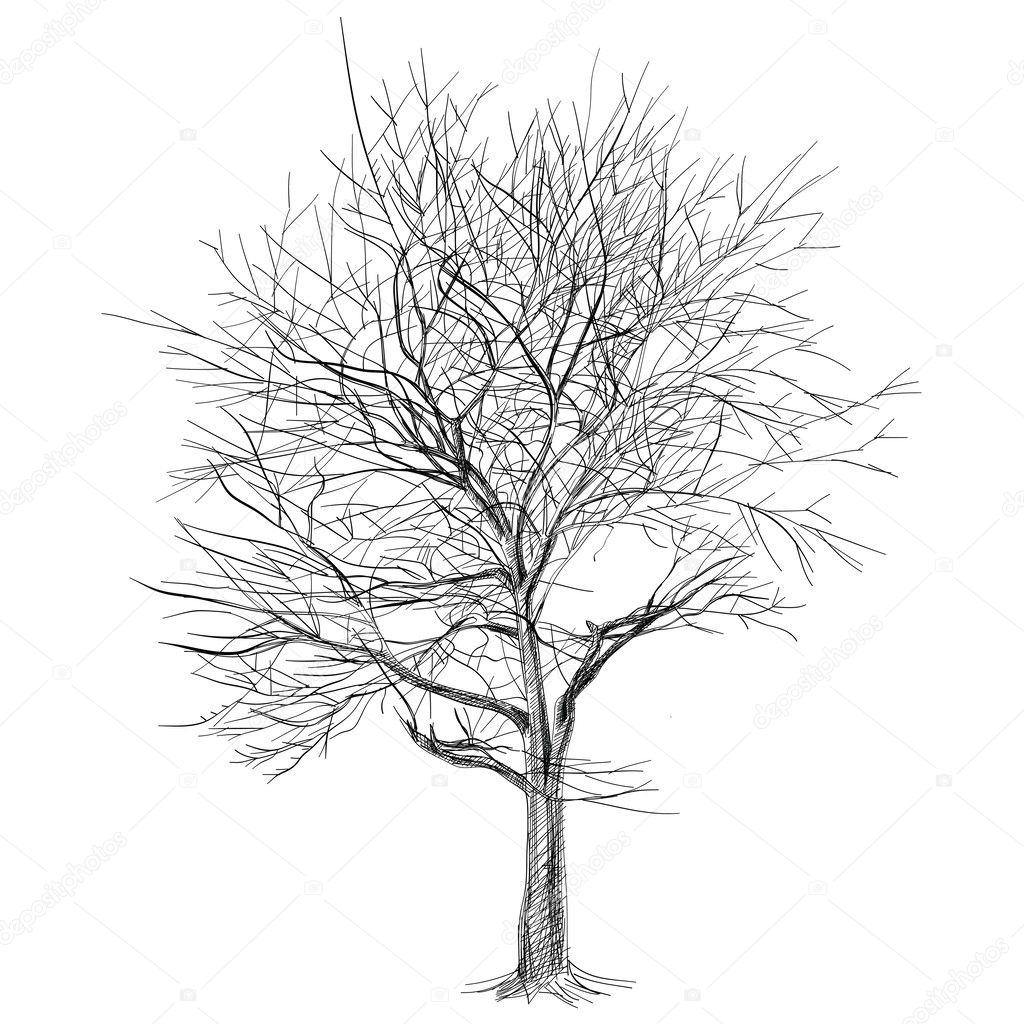 large bare tree without leaves (Sakura tree) - hand drawn