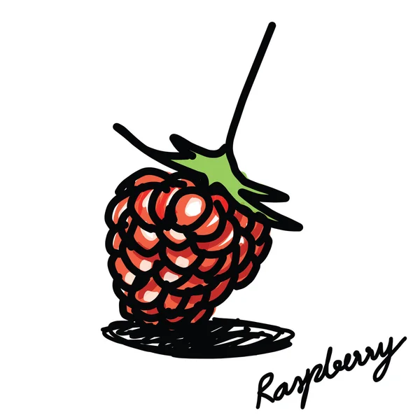 Raspberry hand - drawn — Stock Vector