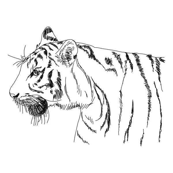 Main de tigre - dessinée — Image vectorielle
