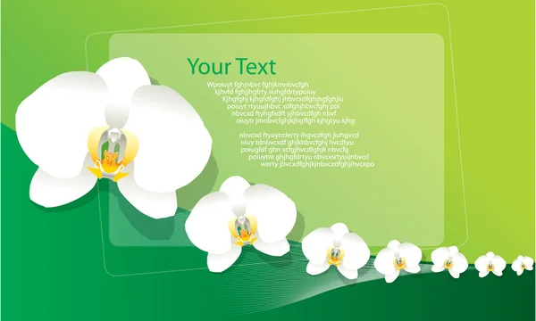 Witte orchidee achtergrond — Stockvector