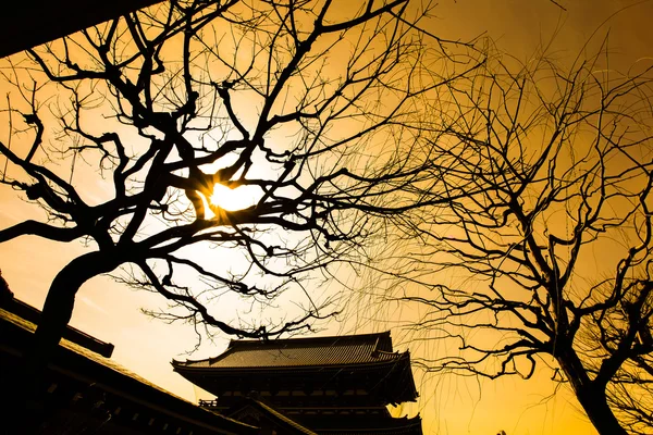 Silhueta de árvore no templo de Asakusa Tóquio, Japão — Fotografia de Stock