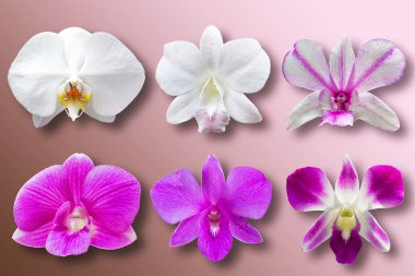 koleksiyonu kümesi orkide çiçek başları