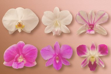 koleksiyonu kümesi orkide çiçek başları