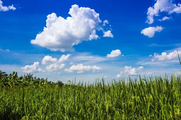 Pirinç alan ve Tayland'ın mavi gökyüzünde tohumlama — Stok fotoğraf